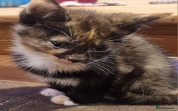 Mixed Breed cats for sale: Beautiful kittens - Image 4