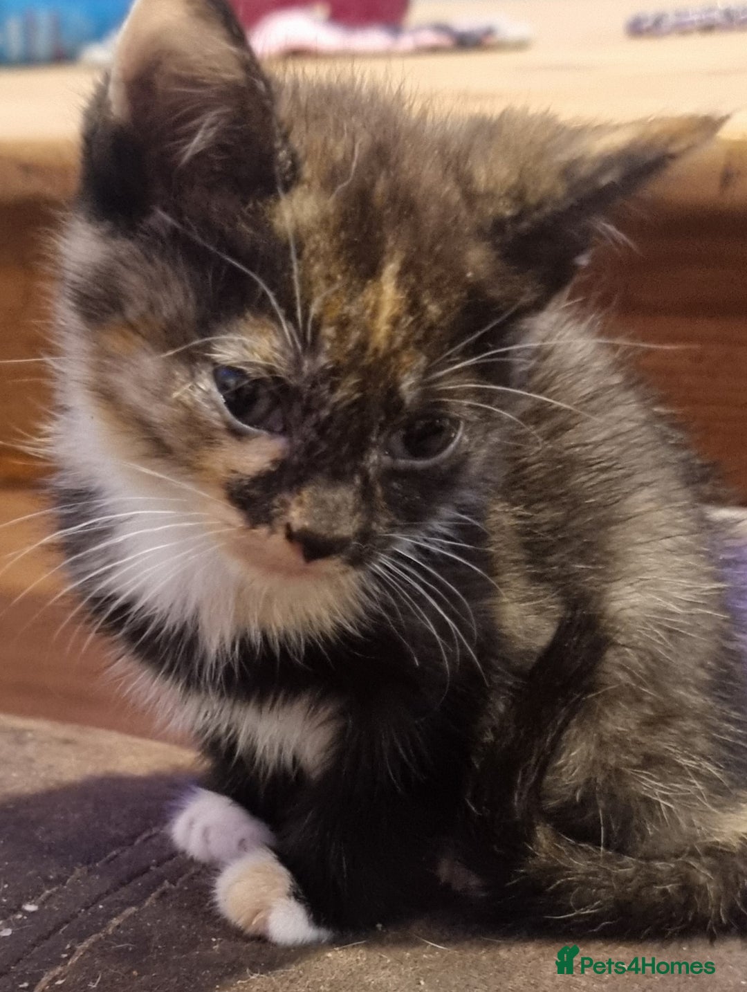Mixed Breed cats for sale: Beautiful kittens - Image 4