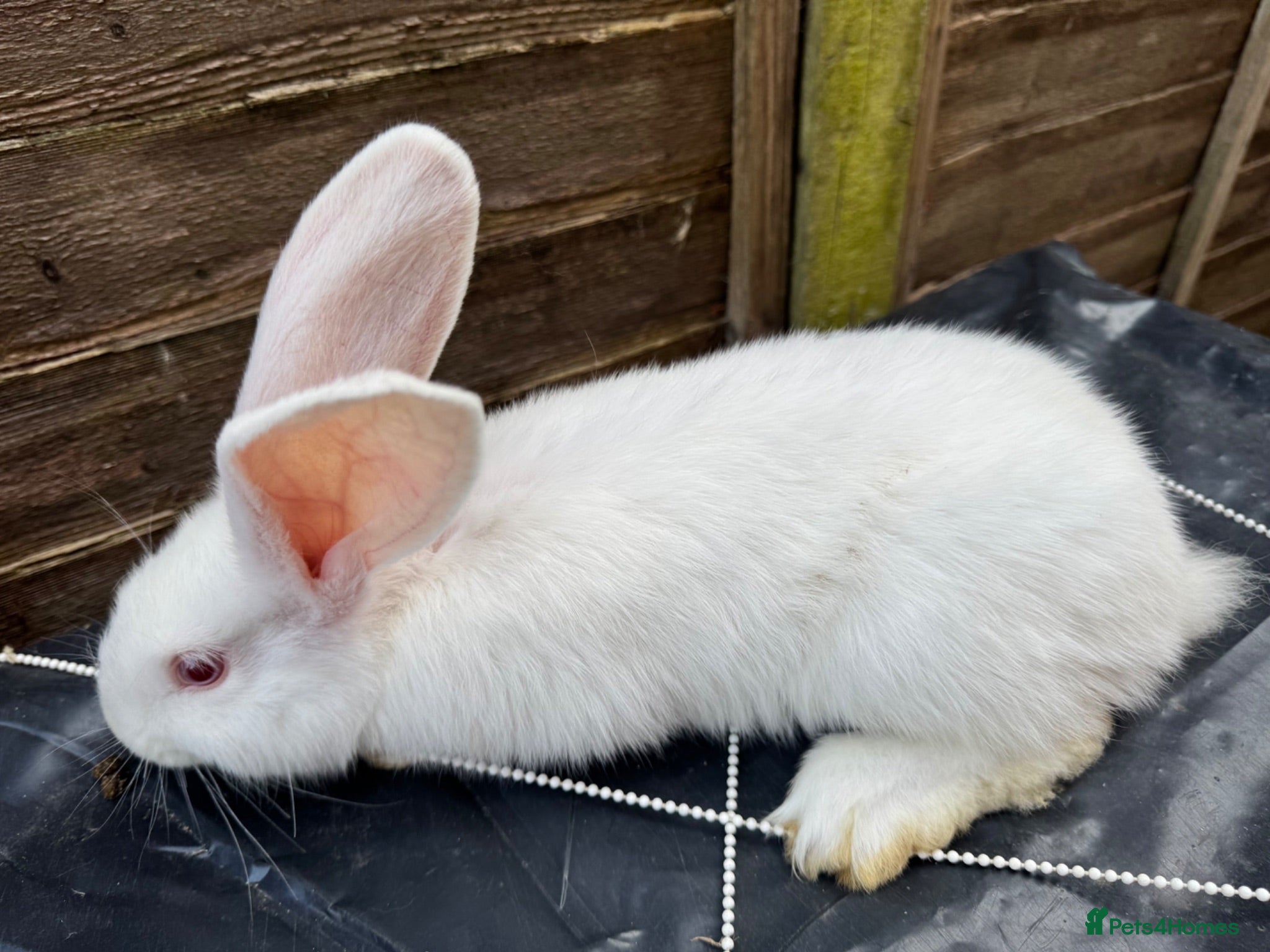 Mixed Breed rabbits Giant rabbit babies  - Advert 3