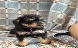 Mixed Breed dogs for sale: F1 MINI SCHNOODLE PUPPIES  - Image 5
