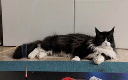 Maine Coon cats for sale: 3/4Month old Kitten 50% Maine coon 50% Mixed - Image 9