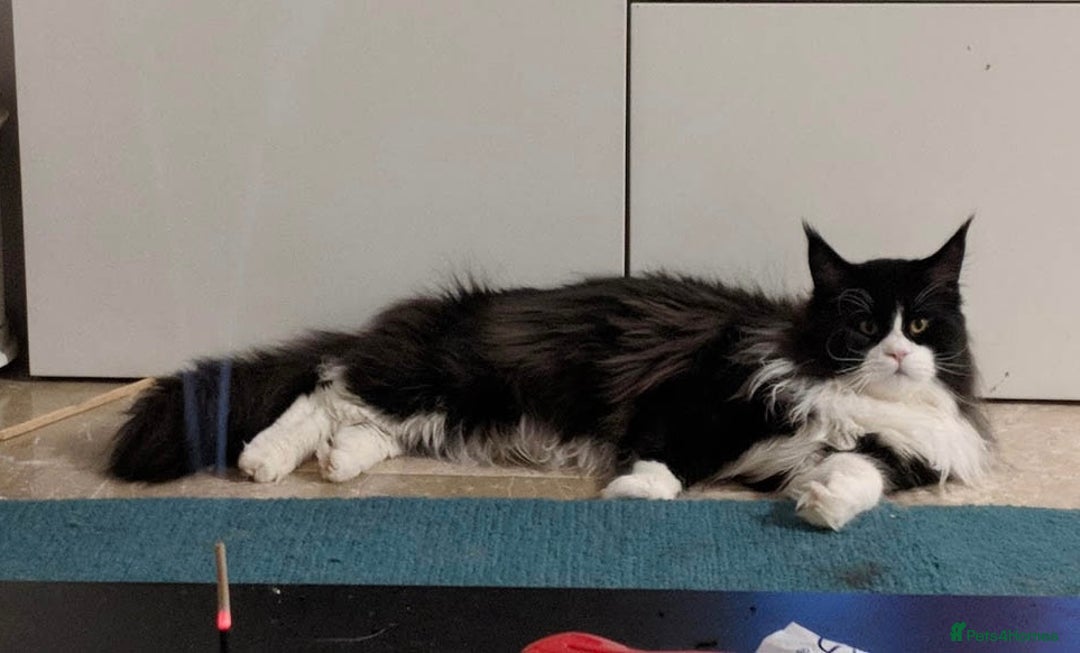 Maine Coon cats for sale: 3/4Month old Kitten 50% Maine coon 50% Mixed - Image 9