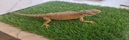 Bearded Dragon reptiles for sale: Lovely temperament one yr old Bearded dragon & viv in Romford - Advert 2