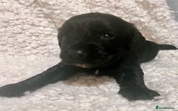 Cocker Spaniel dogs for sale: Fully health tested KC reg working Cocker Spaniels - Image 11