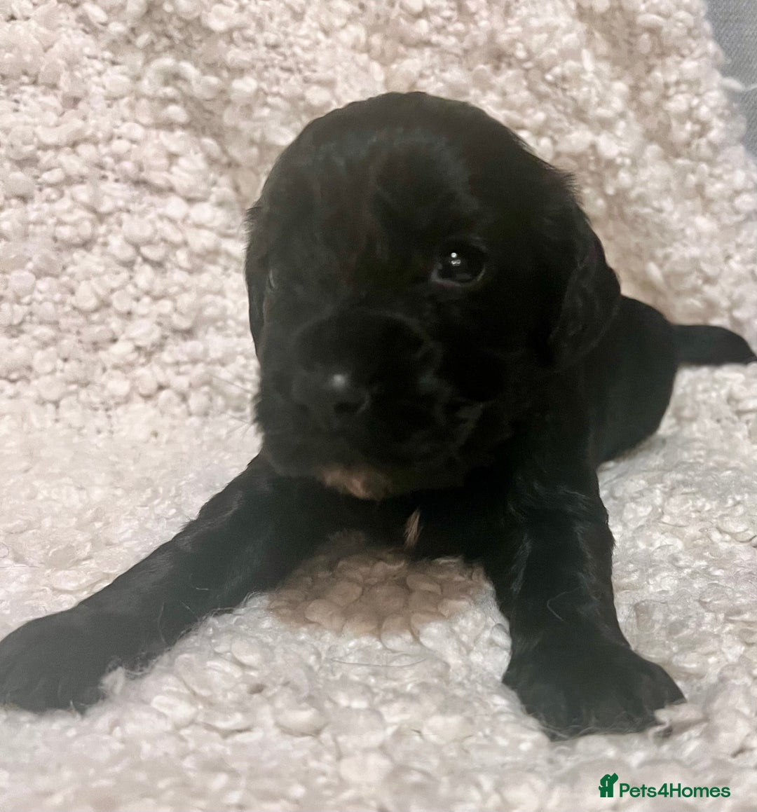 Cocker Spaniel dogs for sale: Fully health tested KC reg working Cocker Spaniels - Image 11