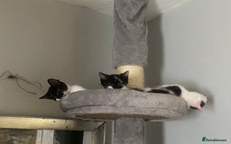 Mixed Breed cats for sale: Kitten - Image 4