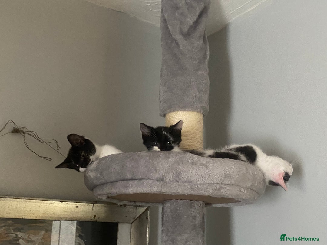 Mixed Breed cats for sale: Kitten - Image 4