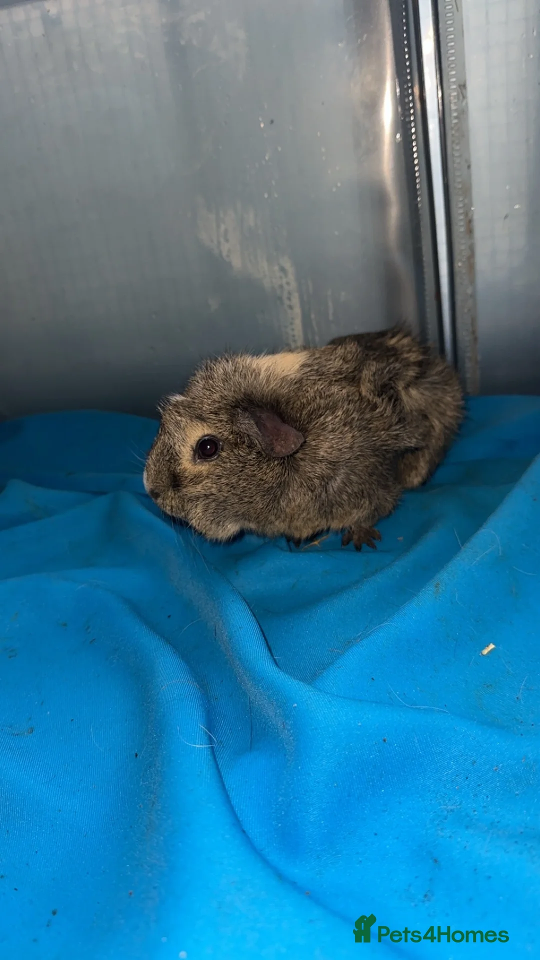 Guinea Pig rodents for sale: Guniea pigs  - Advert 11