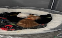 Mixed Breed cats for sale: Mixed kittens for sale - Image 2