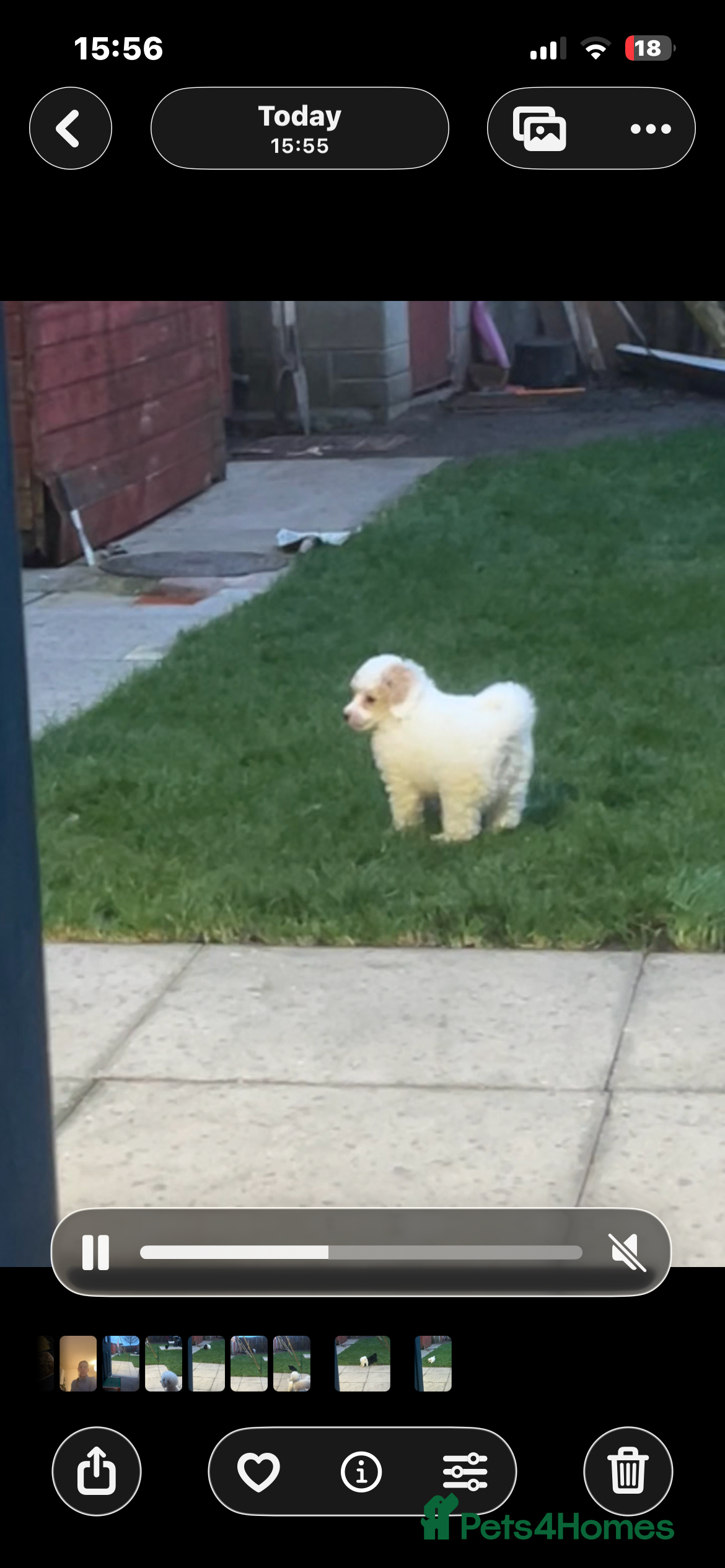 Toy Poodle dogs Beautiful phanotom toy poodle boys  - Advert 1