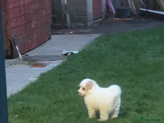 Toy Poodle dogs Beautiful phanotom toy poodle boys - Advert 18