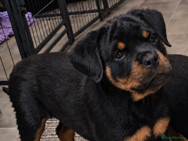 Rottweiler dogs for sale: ⭐️ Rottweiler Pups from Health Tested Parents ⭐️ - Advert 11