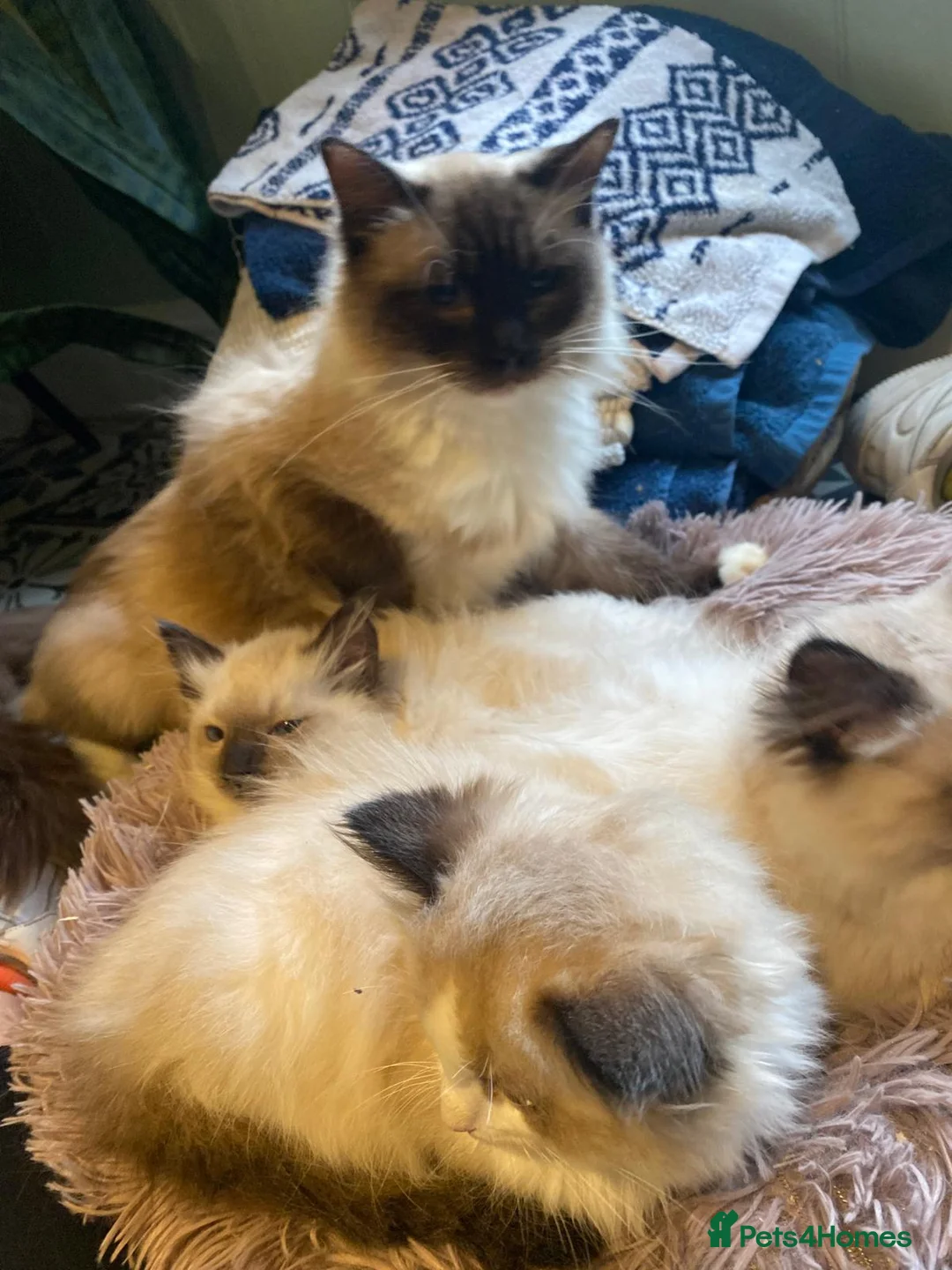Ragdoll cats for sale: 3x stunning GCCF reg ragdolls remanding.   - Advert 13