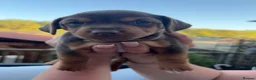 Jack Russell dogs for sale: Stunning miniature jack Russell puppy - Advert 14