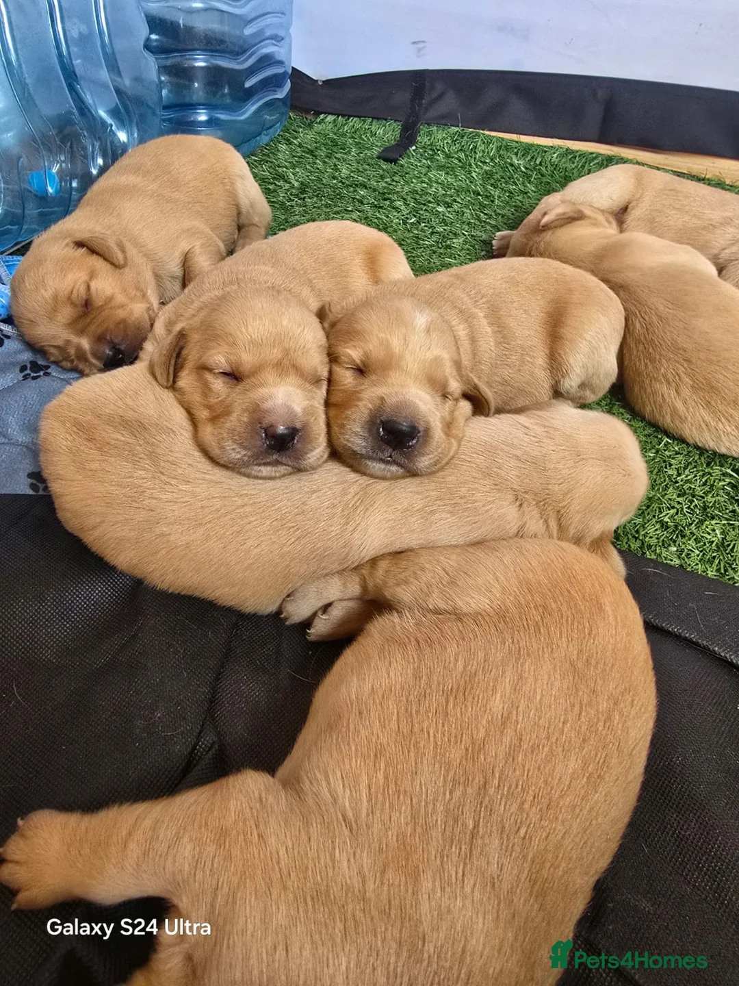 Golden Retriever dogs for stud: Fox red Golden retriever for stud, proven sire - Advert 6