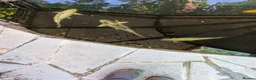 Koi Carp fish for sale: Japanese Koi Carp x 3 huge Golden Orfe x 1 - Advert 4
