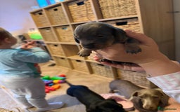 Miniature Dachshund dogs for sale: Miniature daschund puppies - Image 14