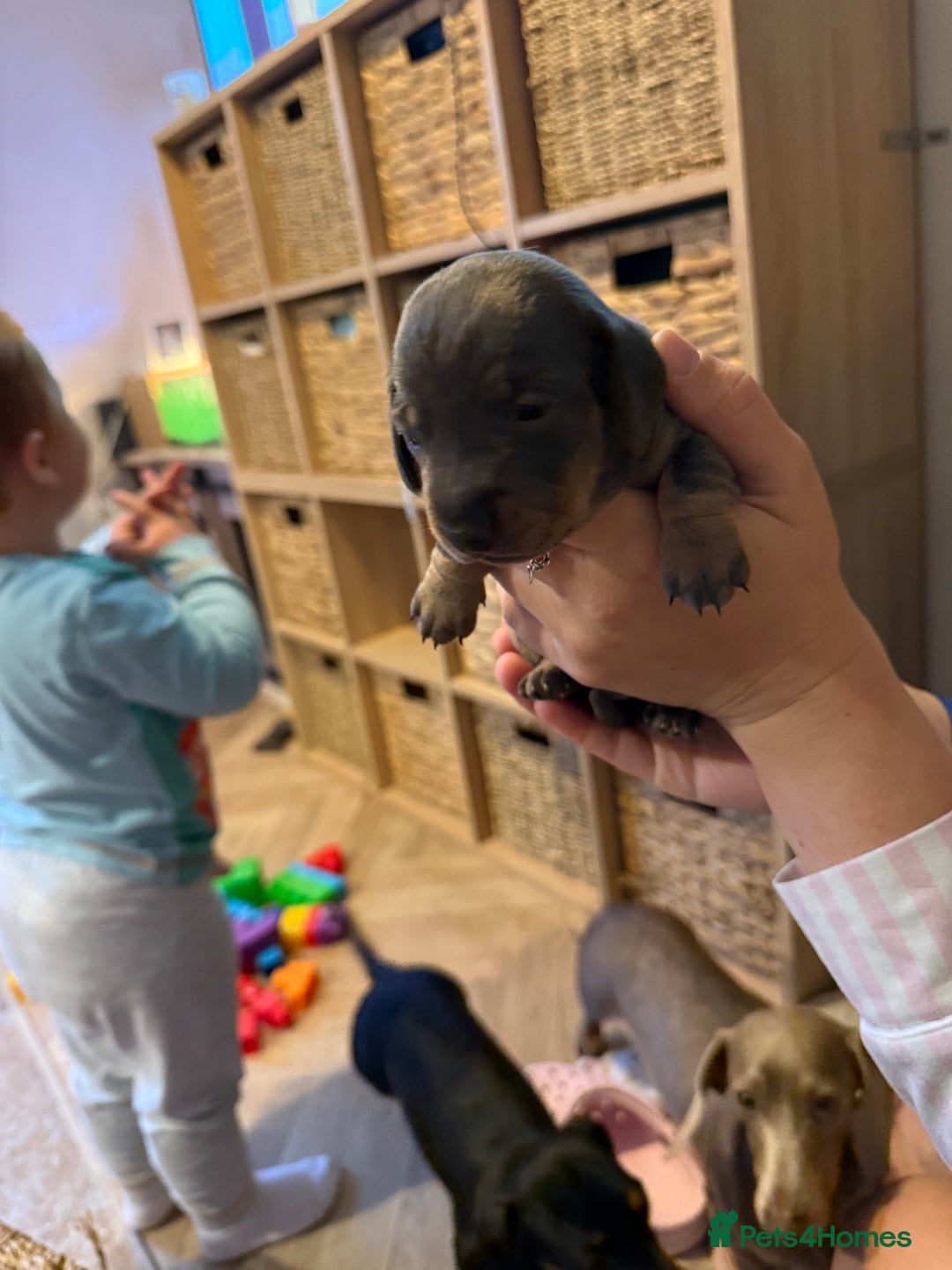 Miniature Dachshund dogs for sale: Miniature daschund puppies - Image 14