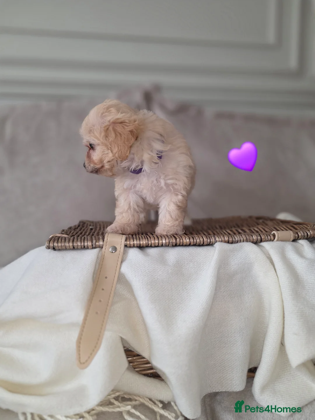 Maltipoo dogs for sale: Five gorgeous multi-poo puppies 3boys 2 girls - Advert 28