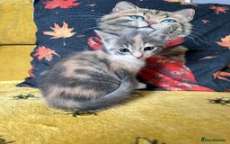 Mixed Breed cats for sale: Kittens for sale - Image 4