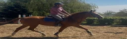 English Thoroughbred horses for sale: Beautiful Maisie - Looking for a best friend  - Advert 4