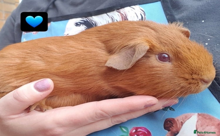 Guinea Pig rodents Beautiful guinea pigs  - Advert 11