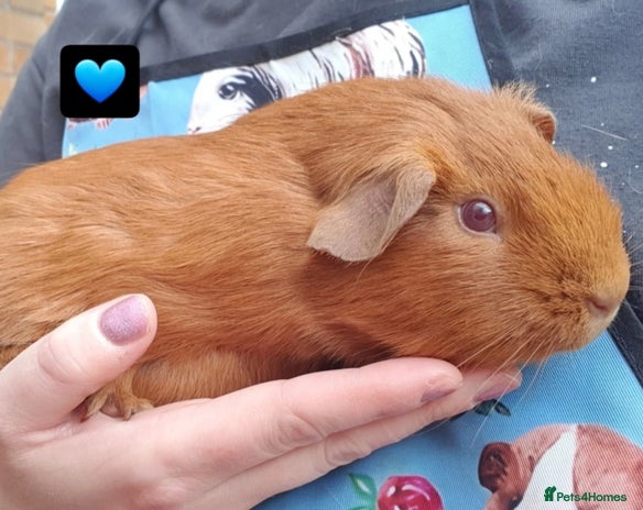 Guinea Pig rodents Beautiful guinea pigs - Advert 9