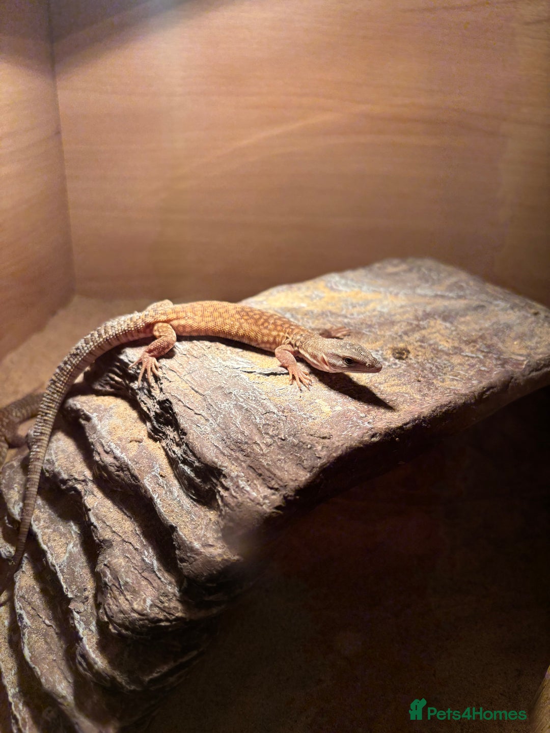 Monitor reptiles for sale: Baby yellow Ackie monitors  - Advert 9