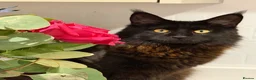 Maine Coon cats for sale: Maine coon Kittens - Advert 10