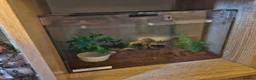 Tarantulas invertebrates for sale:  Tlitocatl albopilosus (curly hair PAIR) - Advert 1