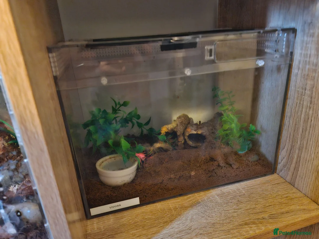 Tarantulas invertebrates for sale:  Tlitocatl albopilosus (curly hair PAIR) - Advert 1