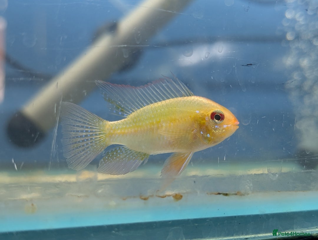 Cichlids fish for sale: Baby guppy's and plattys  - Image 4