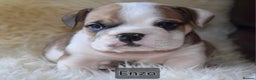 English Bulldog dogs for sale: Outstanding British Bulldogs NEIBULL Champ lines - Advert 4
