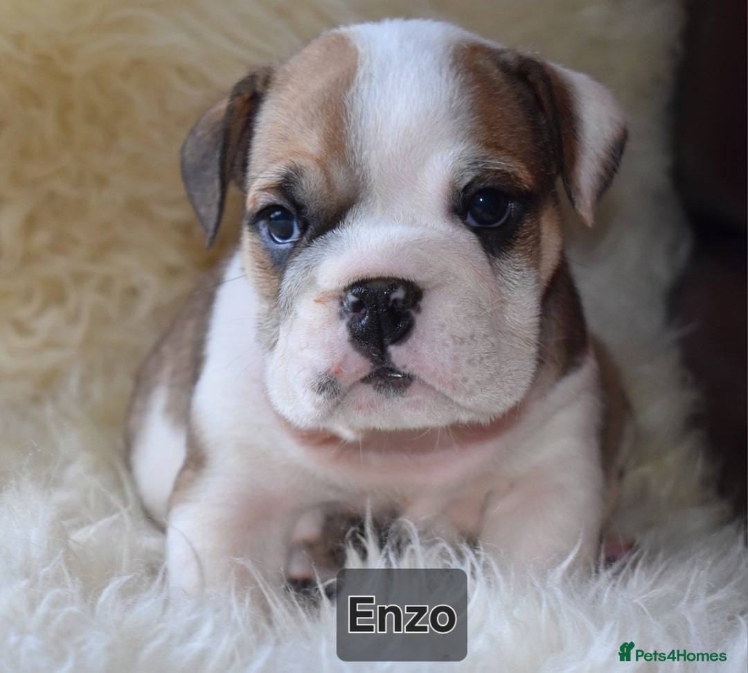 English Bulldog dogs for sale: Outstanding British Bulldogs NEIBULL Champ lines - Advert 4
