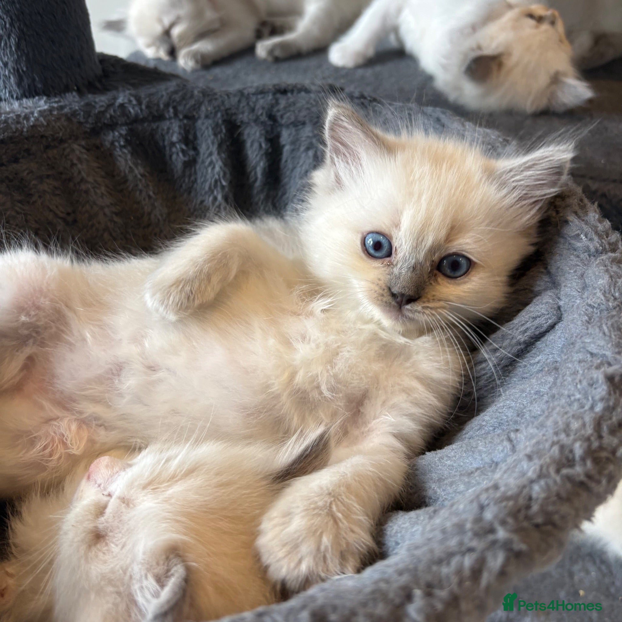 Ragdoll cats Beautiful girl Ragdolls  - Advert 1