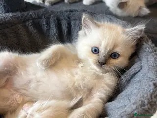 Ragdoll cats Beautiful girl Ragdolls - Advert 1