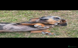 Miniature Dachshund dogs for sale: 2 miniture Dachshund unrelated to go together - Image 4