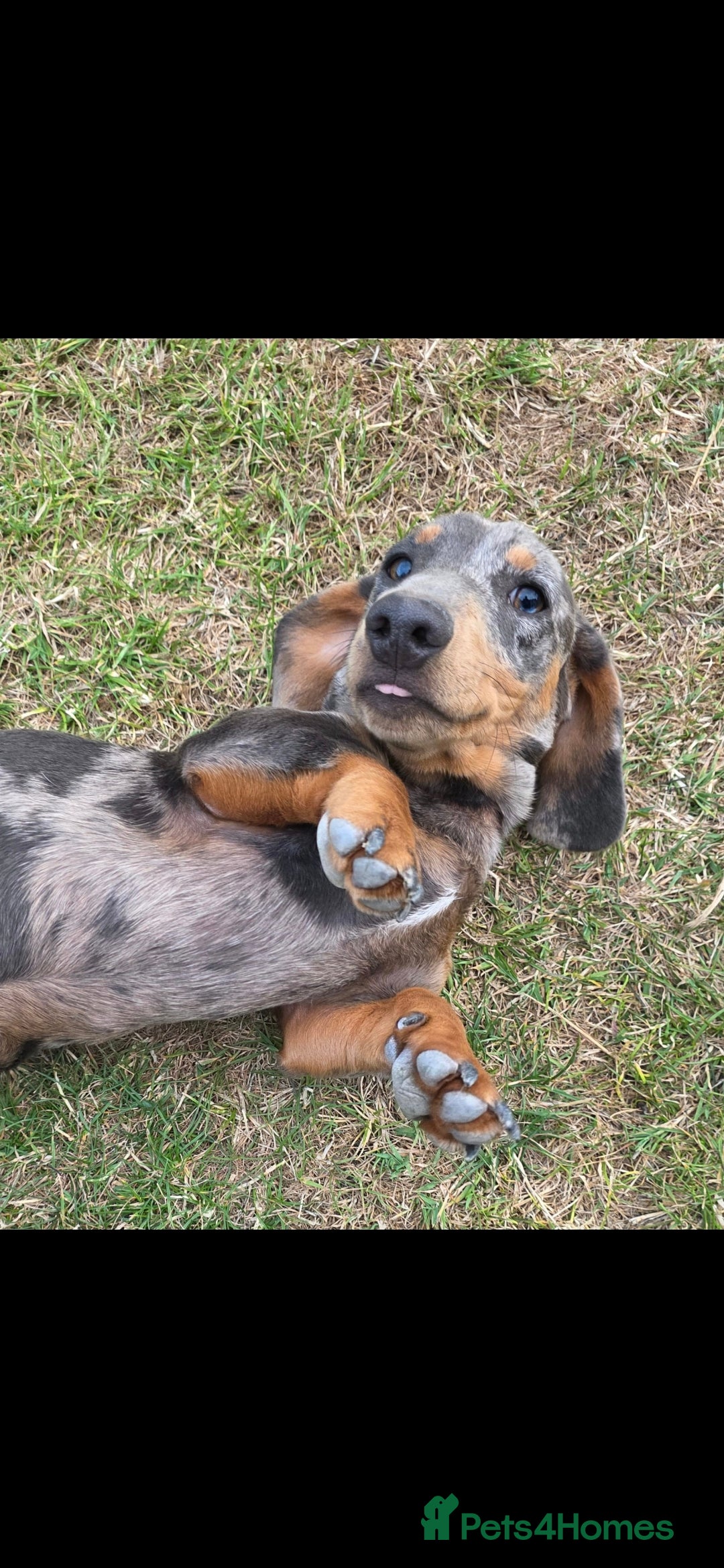 Miniature Dachshund dogs for sale: 2 miniture Dachshund unrelated to go together - Image 4