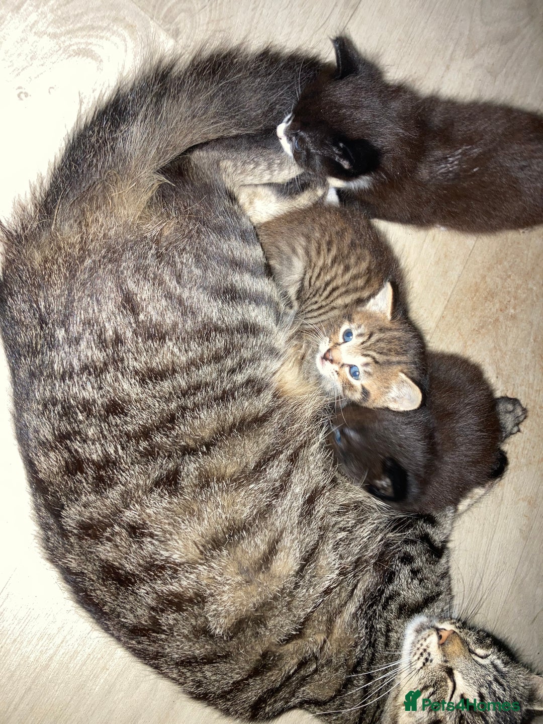 British Shorthair cats for sale: Kittens  - Image 2