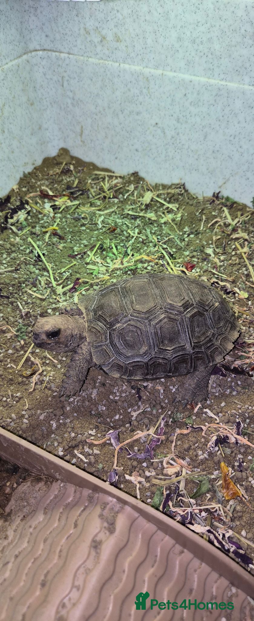 Tortoise reptiles Burmese Brown Mountain Tortoise - Advert 4