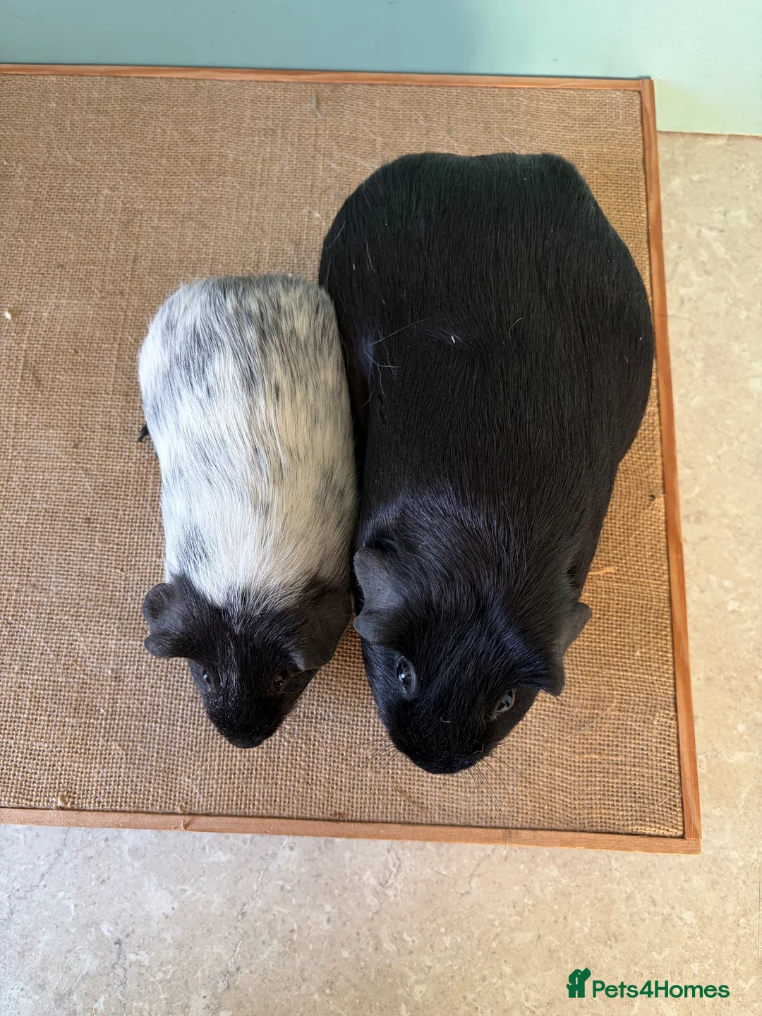 Guinea Pig rodents for sale: Male Cali pair and Female Dal pair - Advert 7