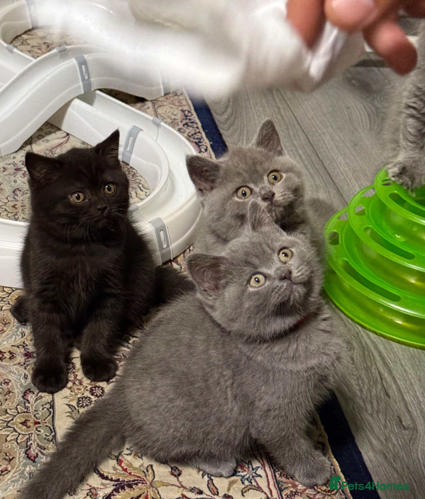 British Shorthair cats Exceptional BSH kittens  - Advert 2