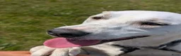 Mixed Breed dogs for adoption: Meet Mazie, currently residing in Essex in Frinton-on-Sea - Advert 6