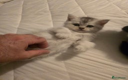British Shorthair cats for sale: British shorthair kittens - Image 16