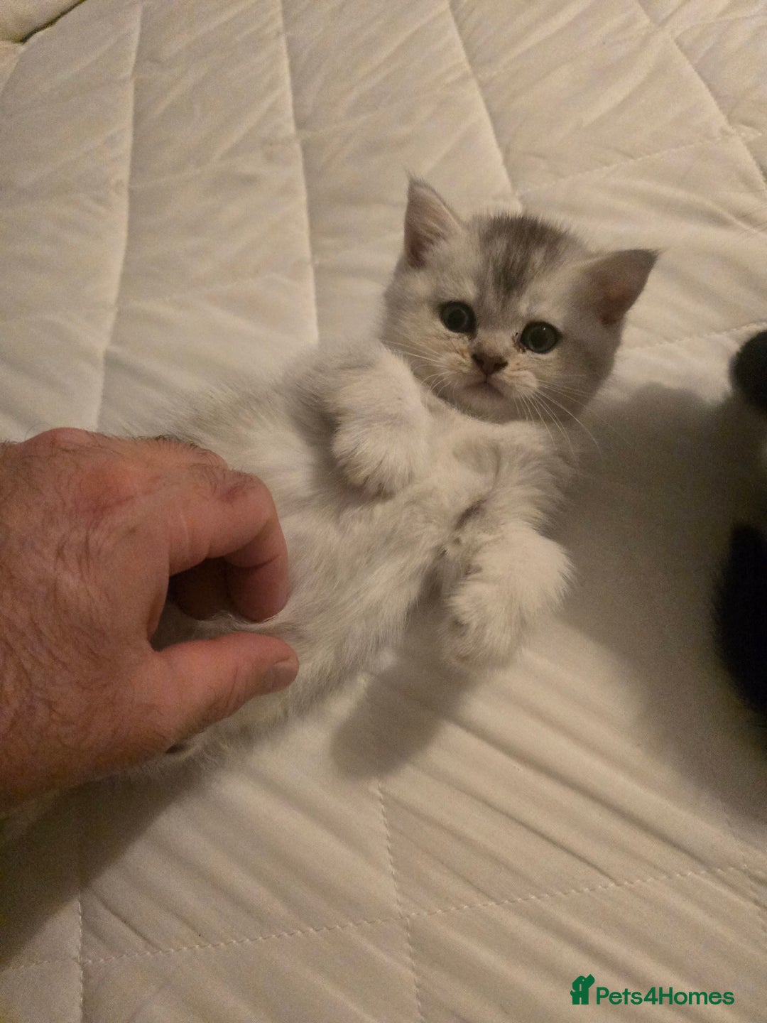 British Shorthair cats for sale: British shorthair kittens - Image 16