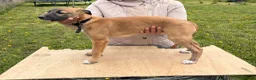Mixed Breed dogs for sale: Lurcher Pups - Advert 3