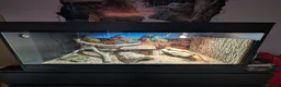 Bearded Dragon reptiles for sale: Meet Na'vi 1 year old male - Full Set Up - Advert 6