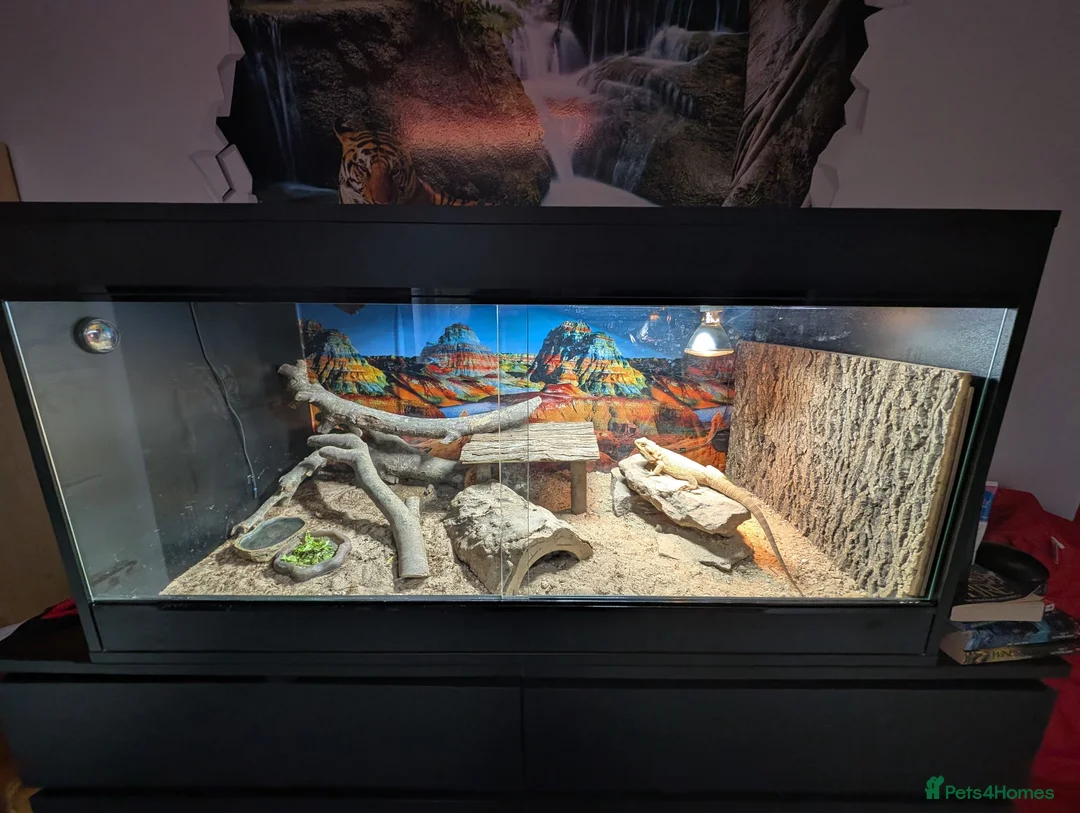 Bearded Dragon reptiles for sale: Meet Na'vi 1 year old male - Full Set Up - Advert 6