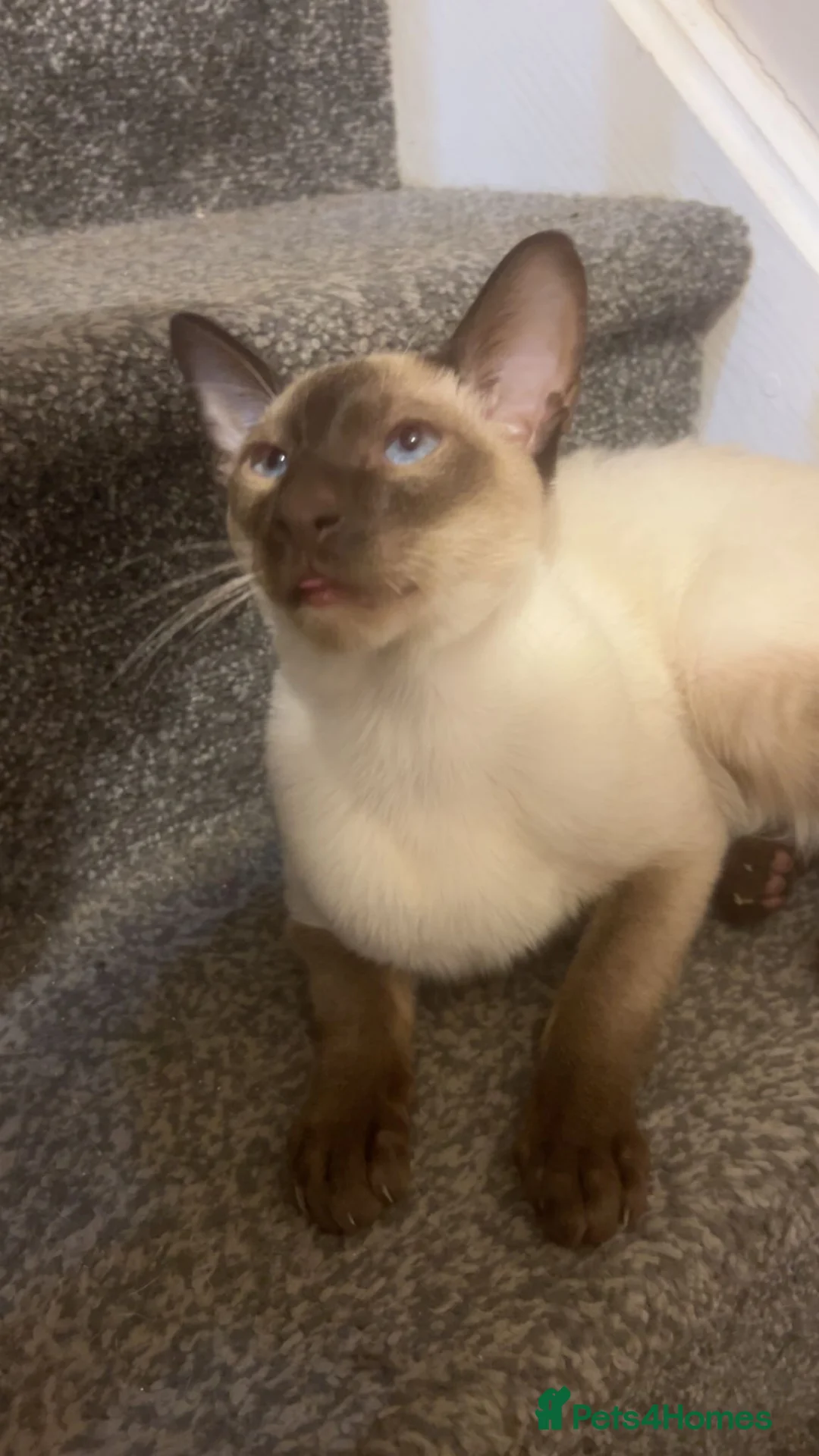 Siamese cats for sale: Siamese boy  in Sheffield - Advert 5