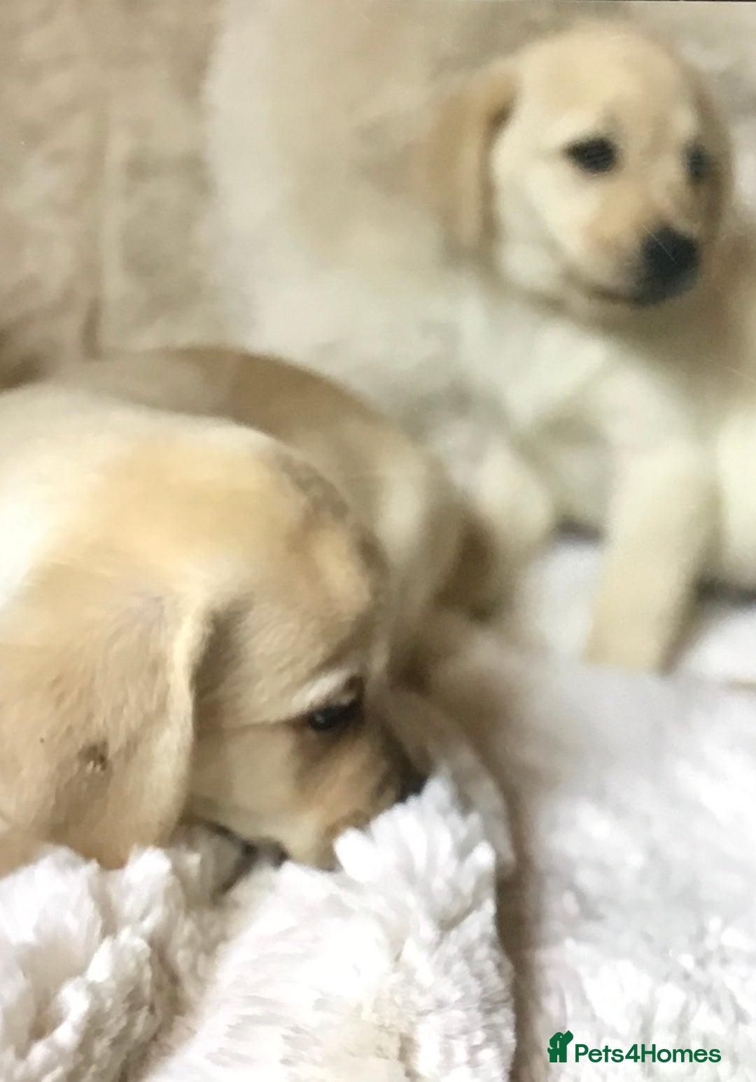 Labrador Retriever dogs for sale: Golden Labrador pups Ready Now - Image 8